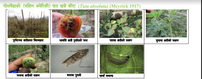 गोलभेंडामा लाग्ने मोजाइक भाइरस कसरी व्यवस्थापन गर्ने ?