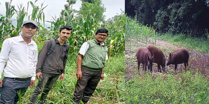 थाक्रे १० का बँदेल पिडित कृषकहरुले पाए क्षतिपूर्ति