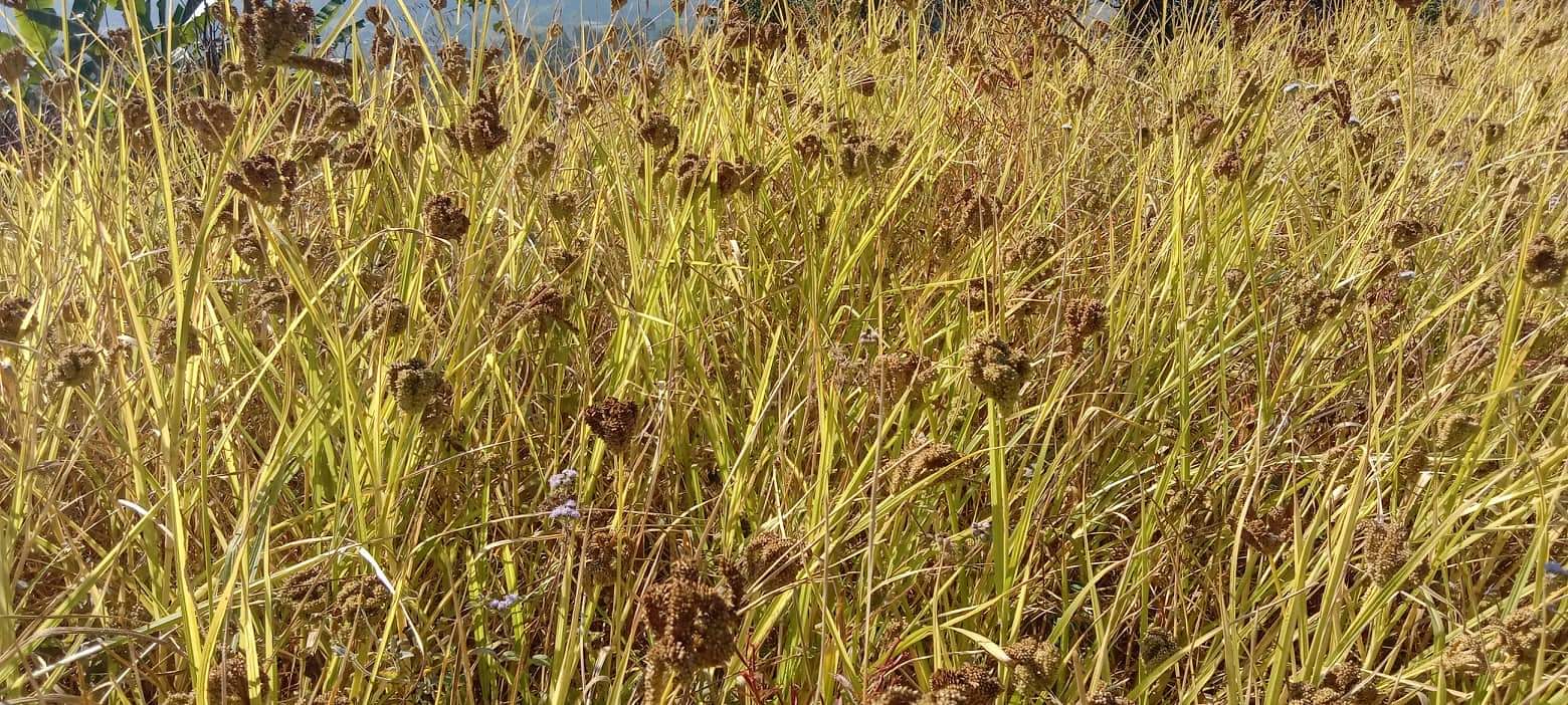 अन्तर्राष्ट्रिय कोदोजन्य बाली वर्ष सुरु