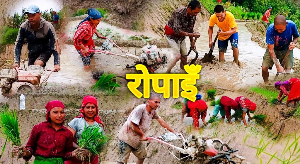 देशभर ६८.६ प्रतिशत मात्र रोपाइँ : कुन ठाउमा कति सकियो ?