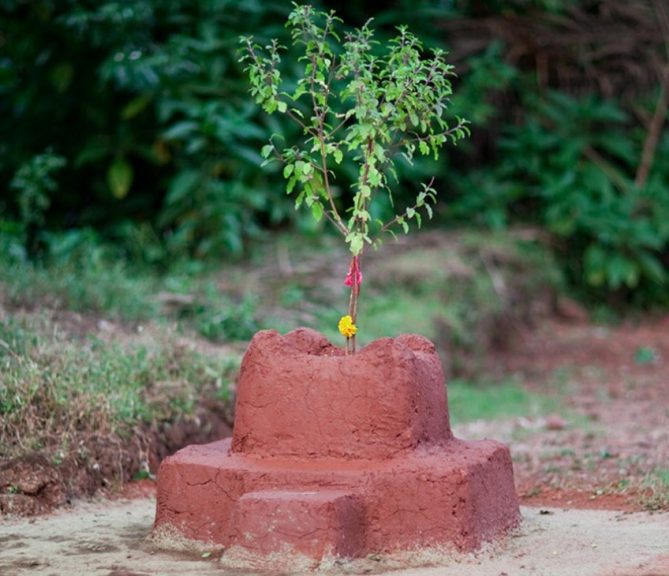 आज हरिशयनी एकादशी :  तुलसी रोप्ने दिन